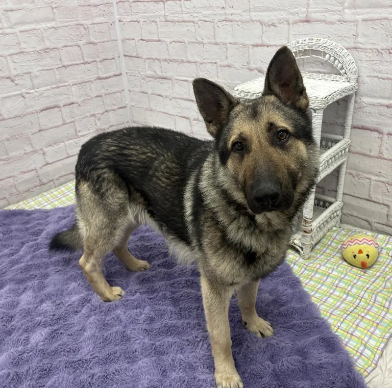 Carl Sagan thumbnail 2