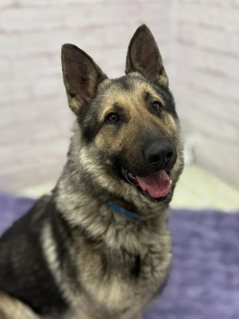 Carl Sagan thumbnail 3