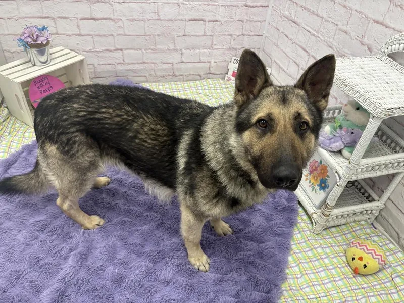 Carl Sagan thumbnail 4