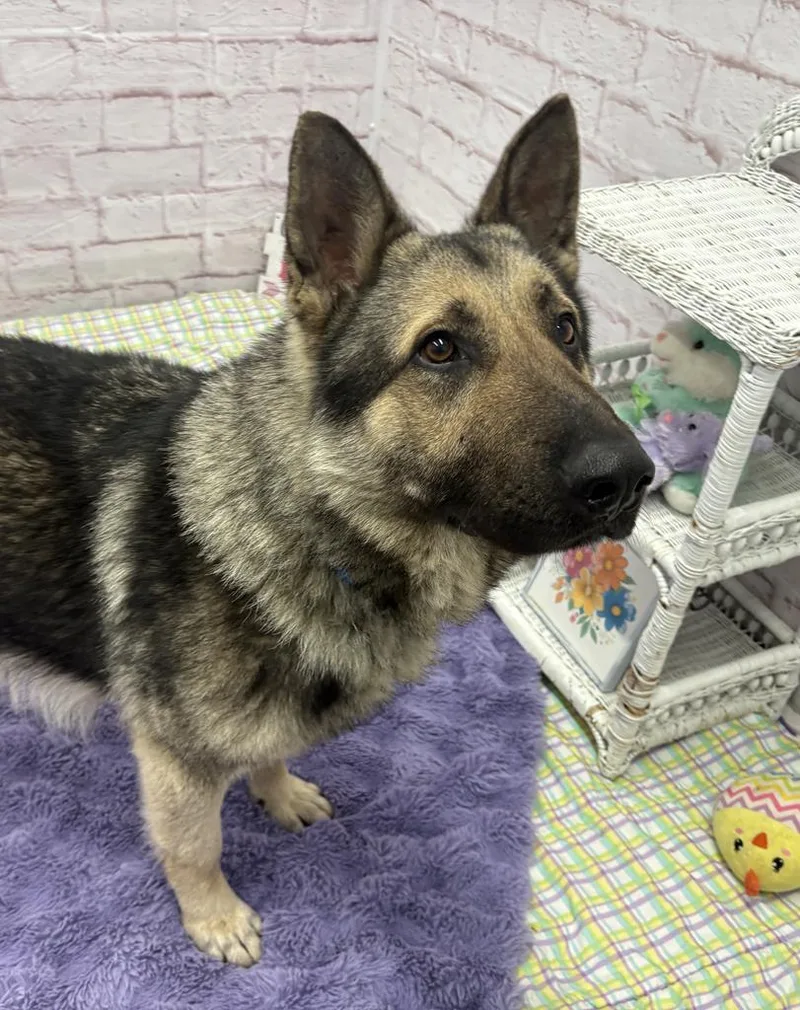 Carl Sagan thumbnail 5