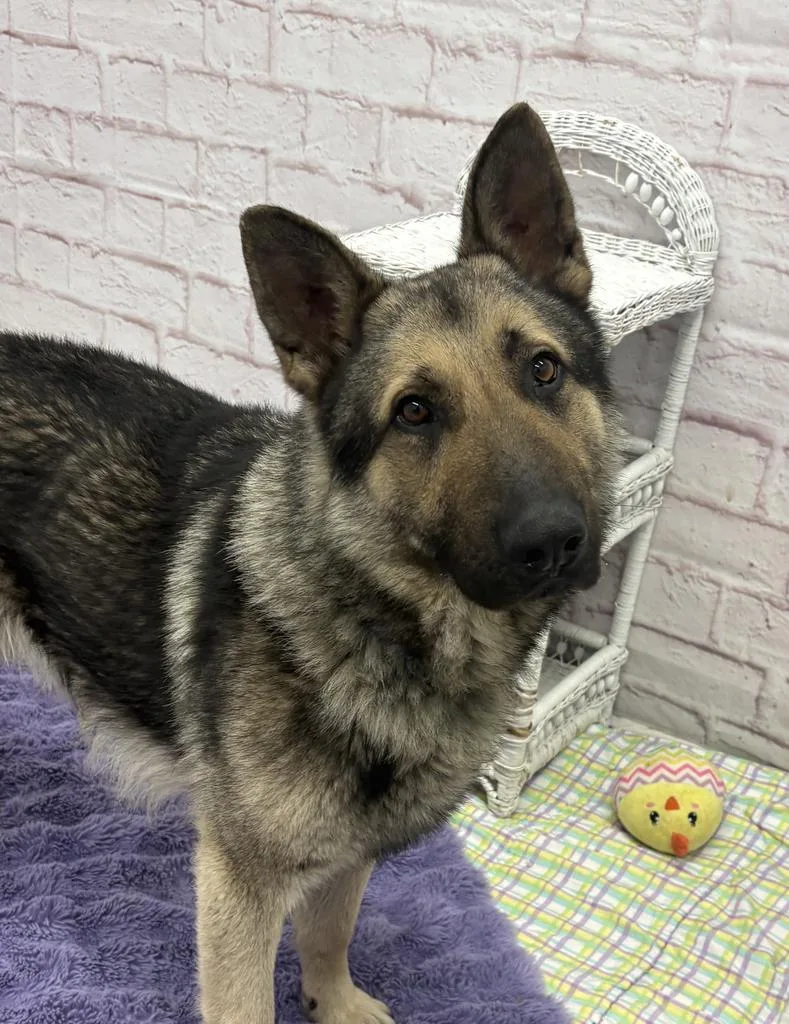 Carl Sagan thumbnail 6