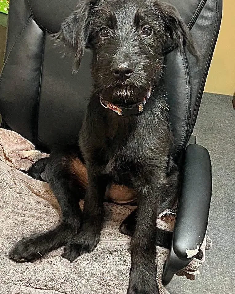 A baby medium-sized female Mixed Breed dog named Elanabeth for adoption in Berwick, ME