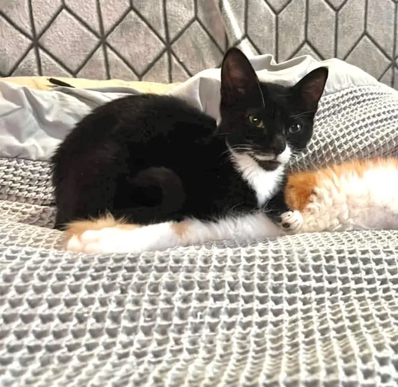 A baby small-sized female Black & White / Tuxedo Domestic Short Hair cat named Taylor Messick for adoption in Milton, DE