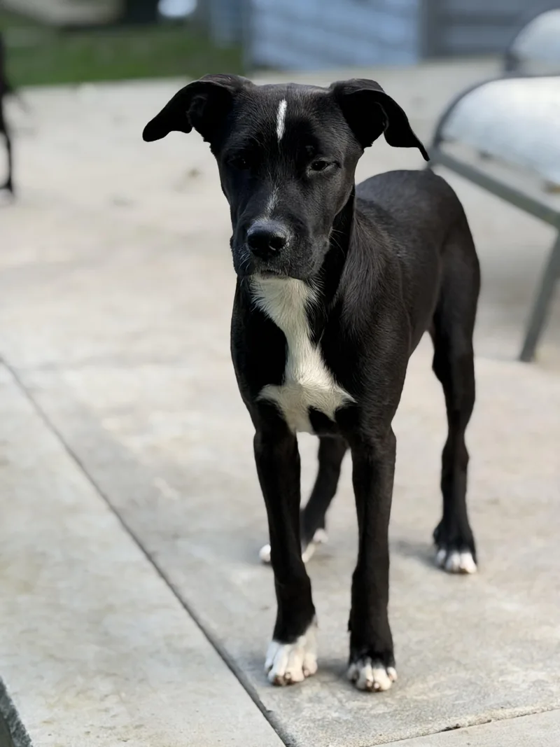 A baby medium-sized male Black Hound dog named Dayton for adoption in Oceanport, NJ