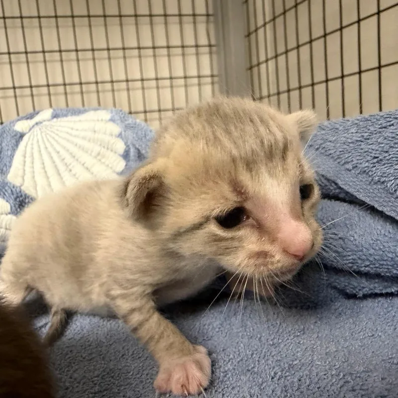 A baby small-sized male Domestic Short Hair cat named Fita for adoption in Columbiana, AL