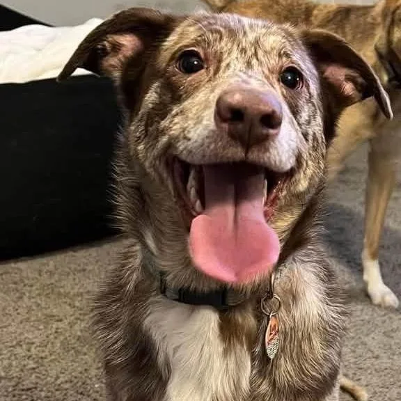 An adult medium-sized female Brown / Chocolate Australian Shepherd dog named Lucy for adoption in Chillicothe, IL