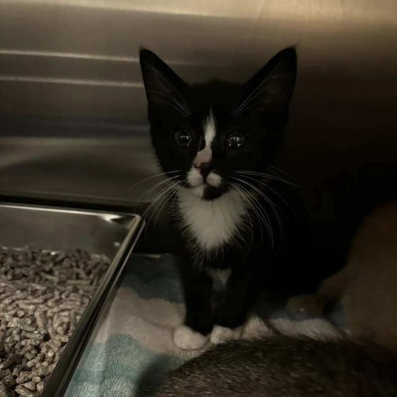 A baby small-sized female Black Domestic Short Hair cat named Pickles for adoption in Council Bluffs, IA