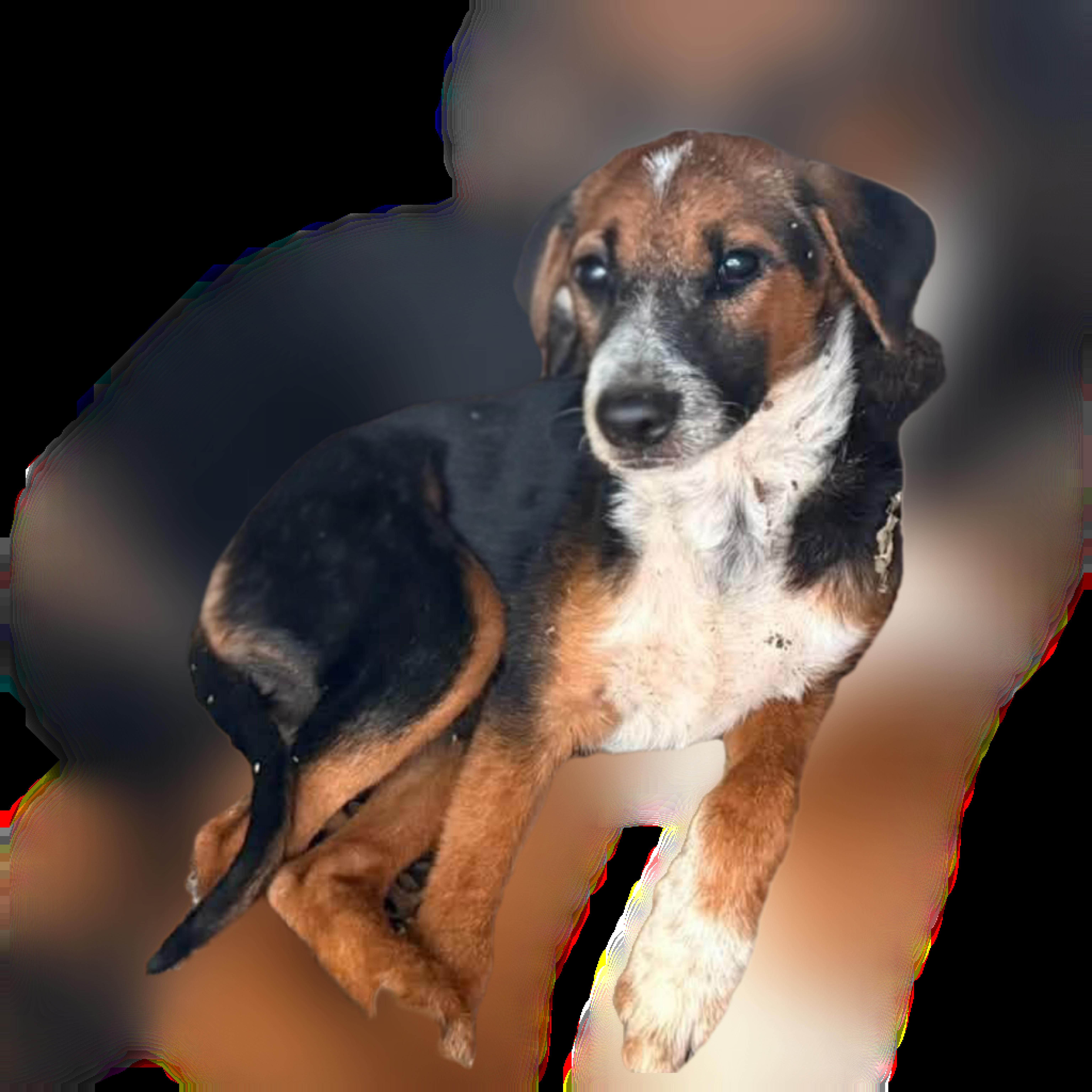 A baby medium-sized female Border Collie dog named Squid for adoption in Plano, TX