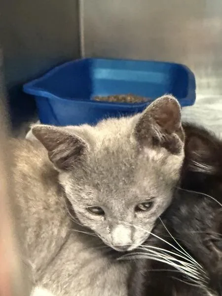 A baby small-sized female Domestic Short Hair cat named Zenobia for adoption in Salisbury, MD