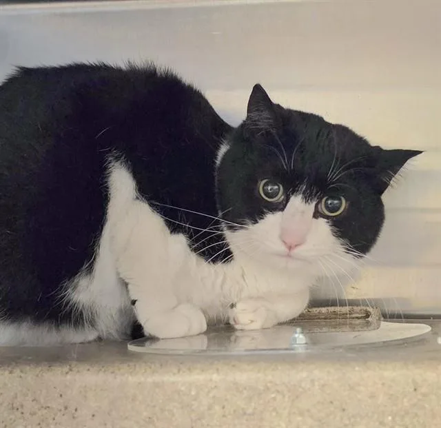 An adult medium-sized male Domestic Medium Hair cat named Double Stuffed for adoption in Anchorage, AK