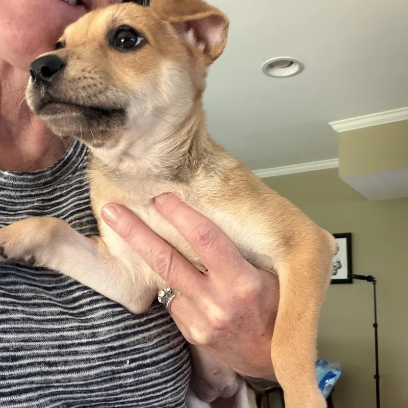 A baby medium-sized female Hound dog named Nina for adoption in Ellicott City, MD