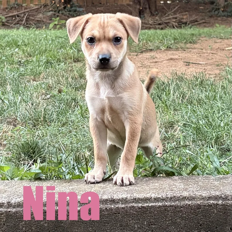 Nina thumbnail 4