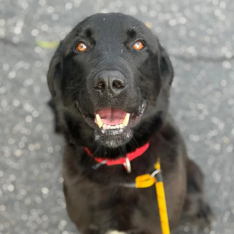 An adult large-sized male Black Mixed Breed dog named Leonard for adoption in Asheville, NC