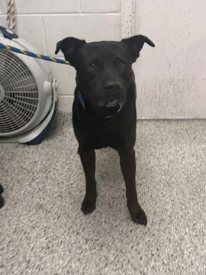 An adult large-sized male Black Mixed Breed dog named Gideon for adoption in Kansas City, MO