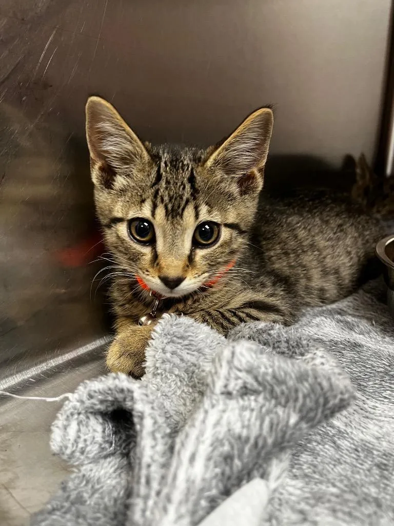A baby medium-sized male Domestic Short Hair cat named Kale for adoption in Logan, UT
