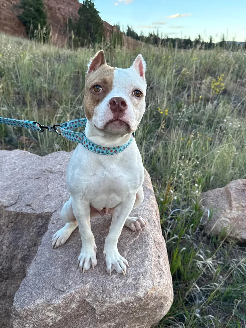 A young medium-sized male Mixed Breed dog named Beetle for adoption in Conifer, CO