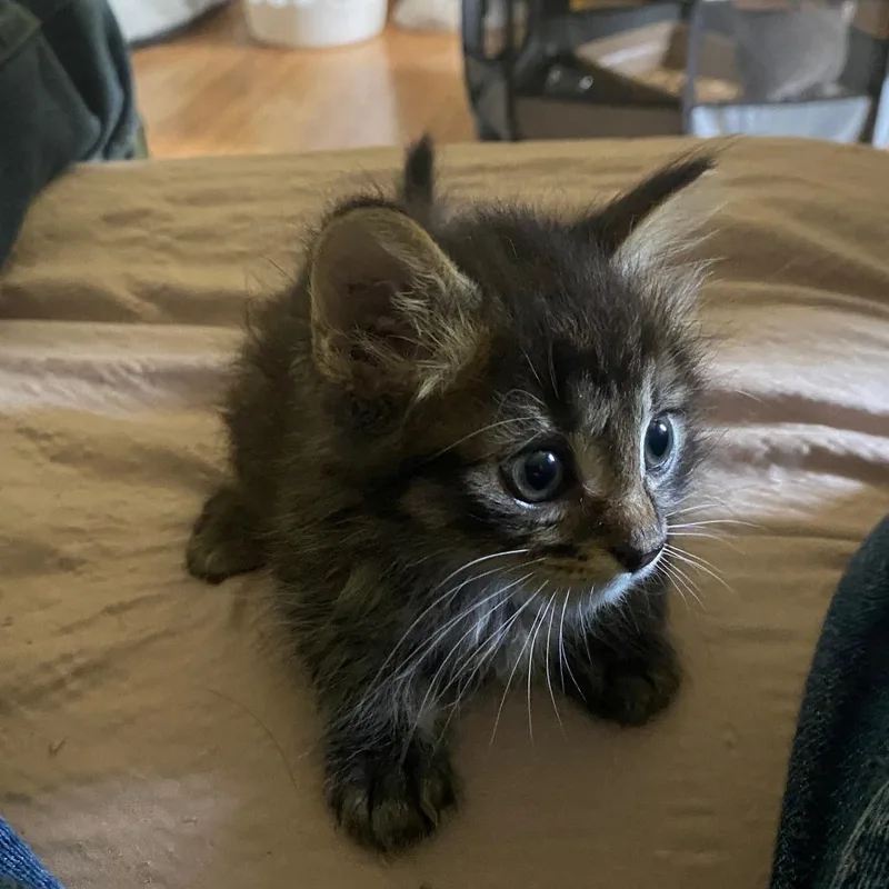 A baby small-sized male Brown / Chocolate Domestic Short Hair cat named David Meowie for adoption in Chattanooga, TN