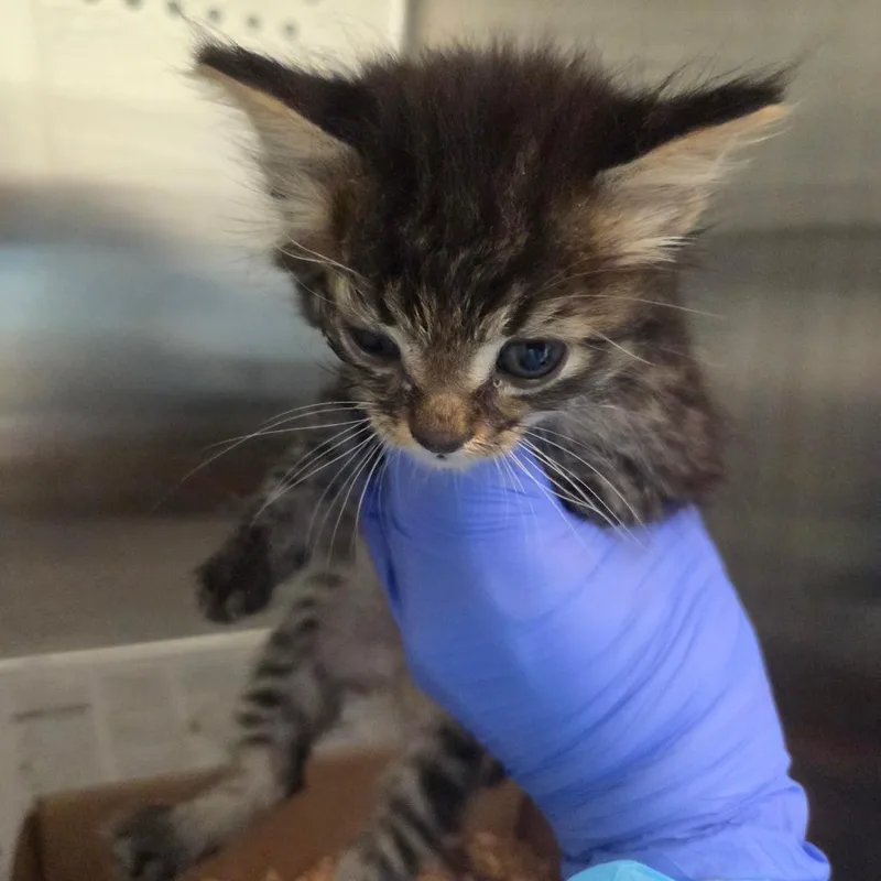 David Meowie thumbnail 3