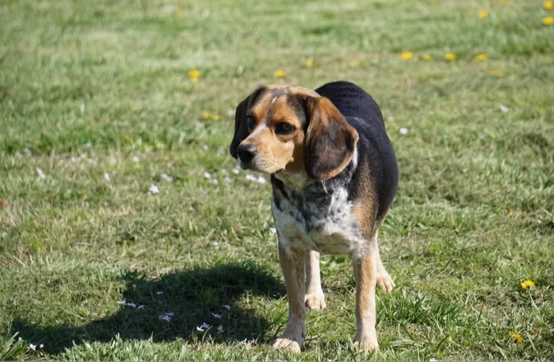 Sadie Beagle