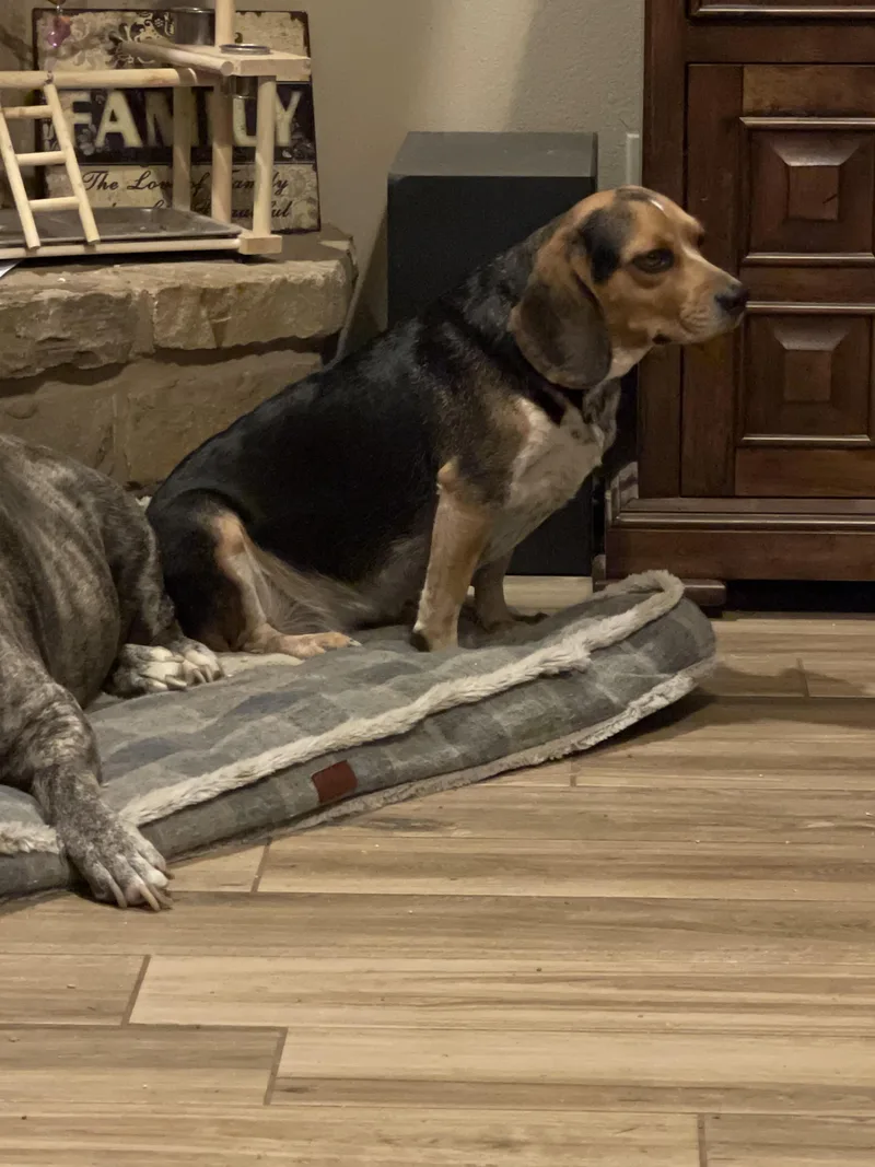 Sadie Beagle thumbnail 2