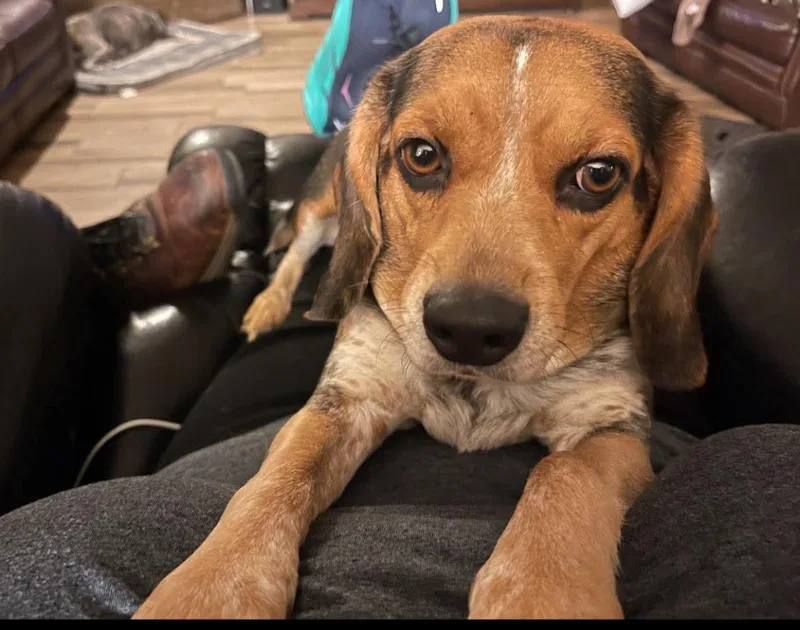 Sadie Beagle thumbnail 3