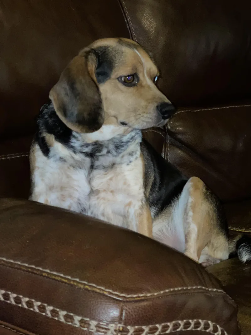 Sadie Beagle thumbnail 4