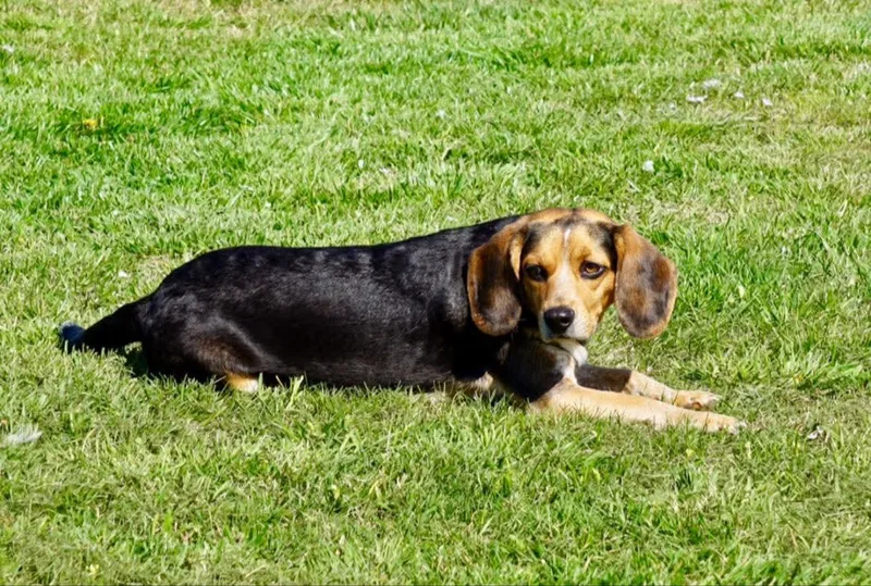 Sadie Beagle thumbnail 5