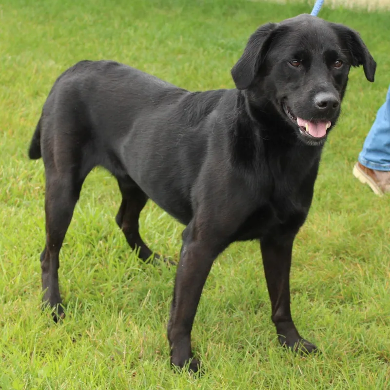 An adult medium-sized male Black Labrador Retriever dog named Desmond for adoption in Eaton, OH