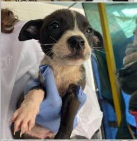 A baby medium-sized female Mixed Breed dog named Pluto for adoption in West Chester, PA