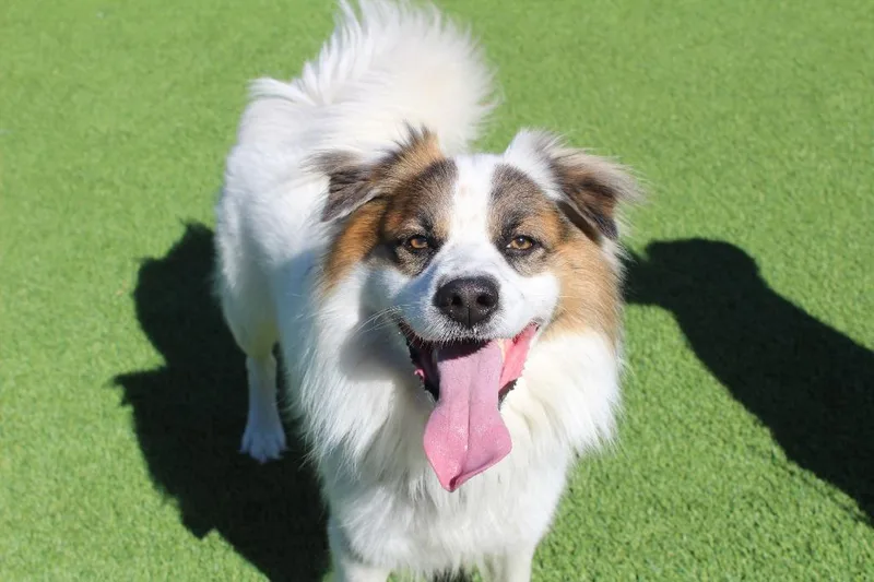 An adult medium-sized male White / Cream Australian Shepherd dog named Togo for adoption in Chestertown, MD