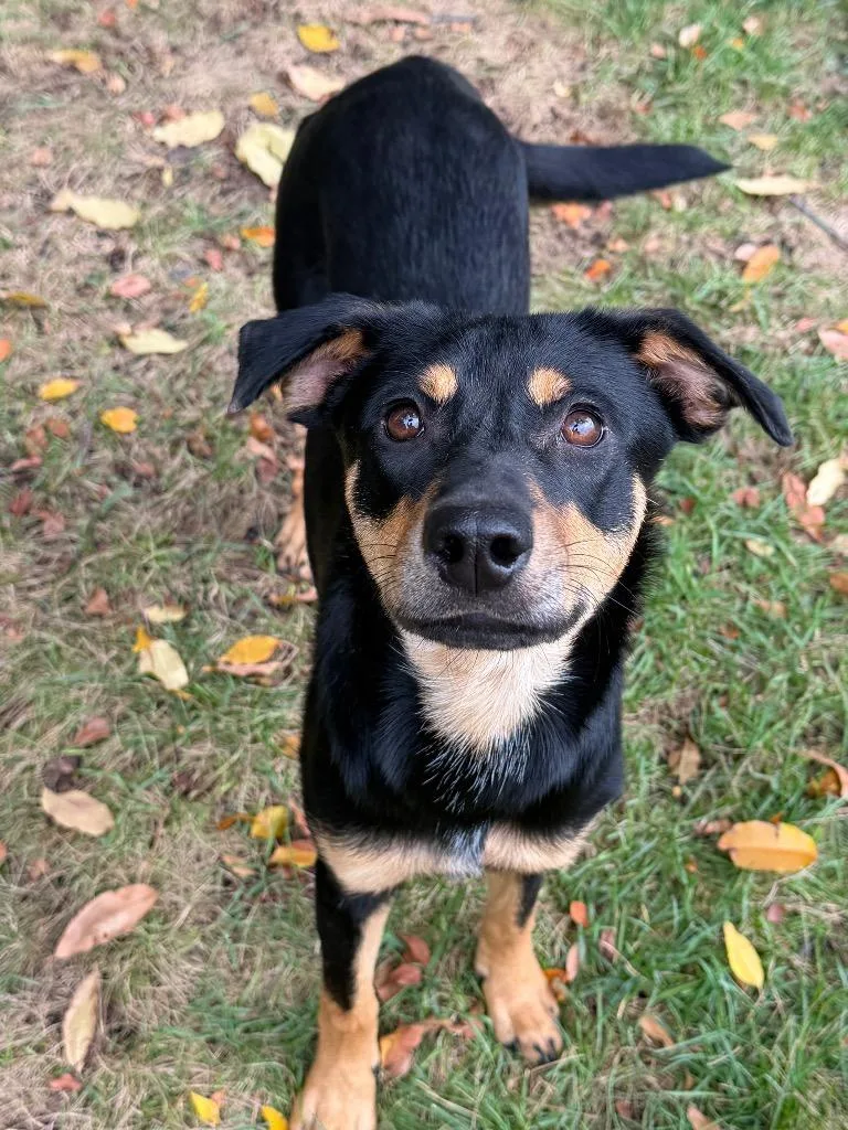 A young medium-sized female Mixed Breed dog named Gertie for adoption in Amery, WI