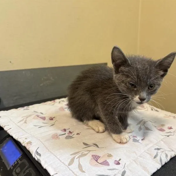 A baby small-sized female Gray / Blue / Silver Domestic Short Hair cat named Ginger for adoption in Pasadena, CA