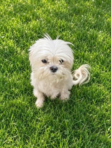 An adult small-sized male White / Cream Maltese dog named Sasha for adoption in Georgetown , CA