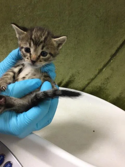 A baby small-sized female Domestic Short Hair cat named Misty for adoption in Riverside, CA