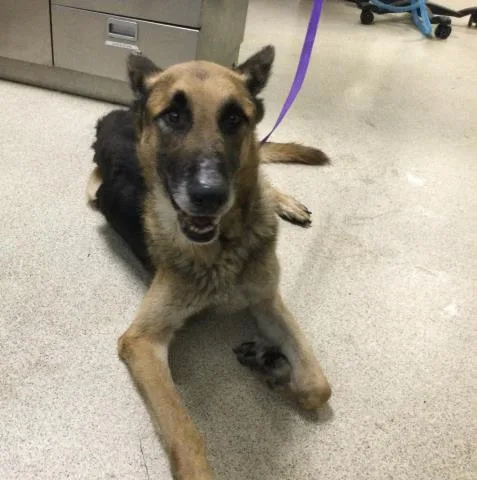 An adult large-sized male German Shepherd Dog dog named Kylo for adoption in Riverside, CA