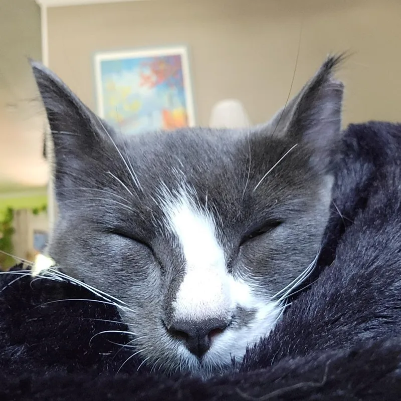 An adult small-sized female Gray / Blue / Silver Domestic Short Hair cat named Cinder Newman for adoption in Eagle Mountain, UT