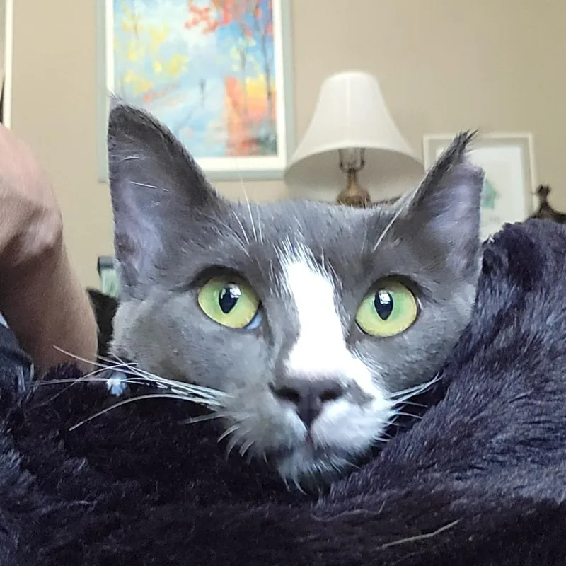 Cinder Newman thumbnail 2