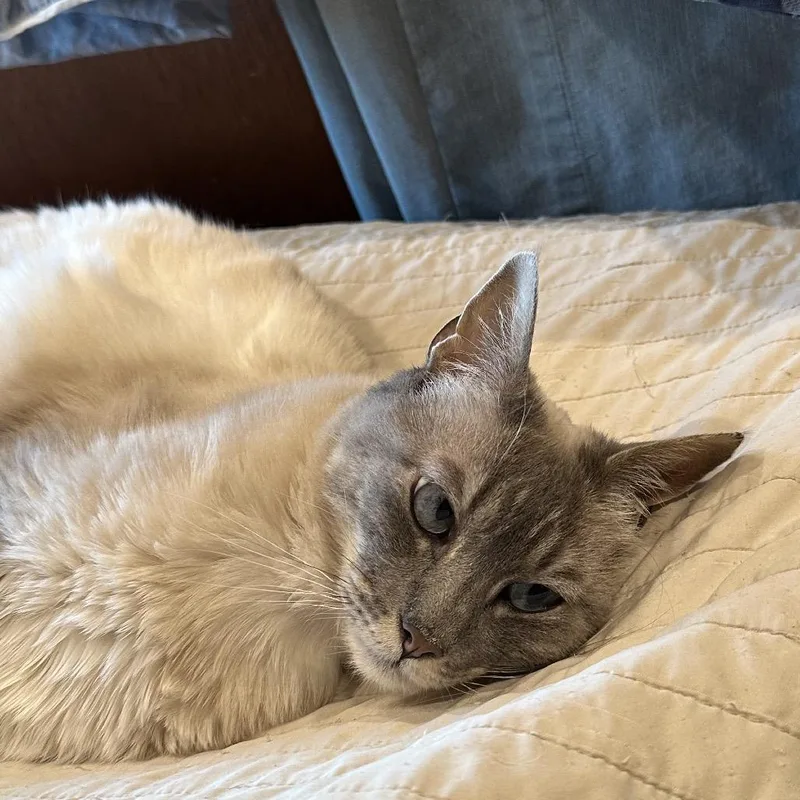 A senior small-sized female Domestic Short Hair cat named Brooklyn for adoption in Grantsville, UT