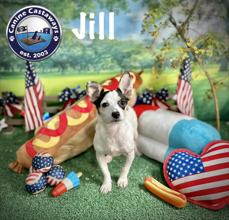 A baby small-sized female Tricolor (Brown, Black, & White) Chihuahua dog named Jill for adoption in Arcadia, FL