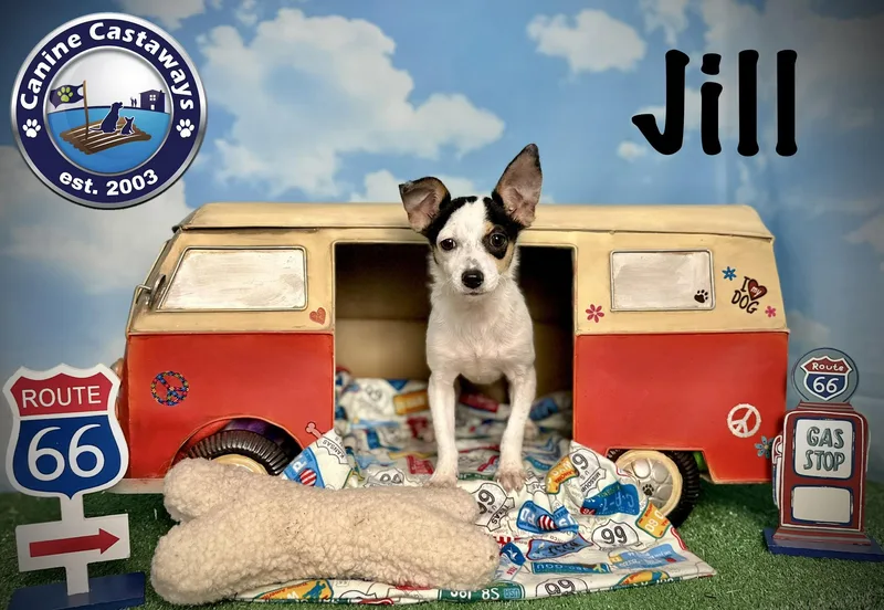 Jill thumbnail 2