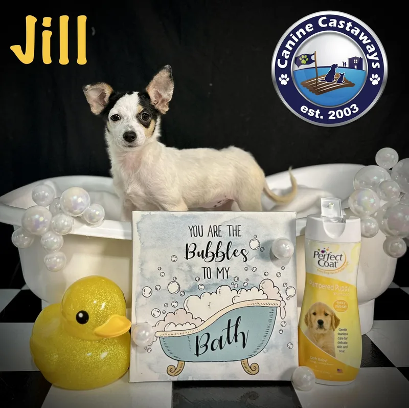Jill thumbnail 3