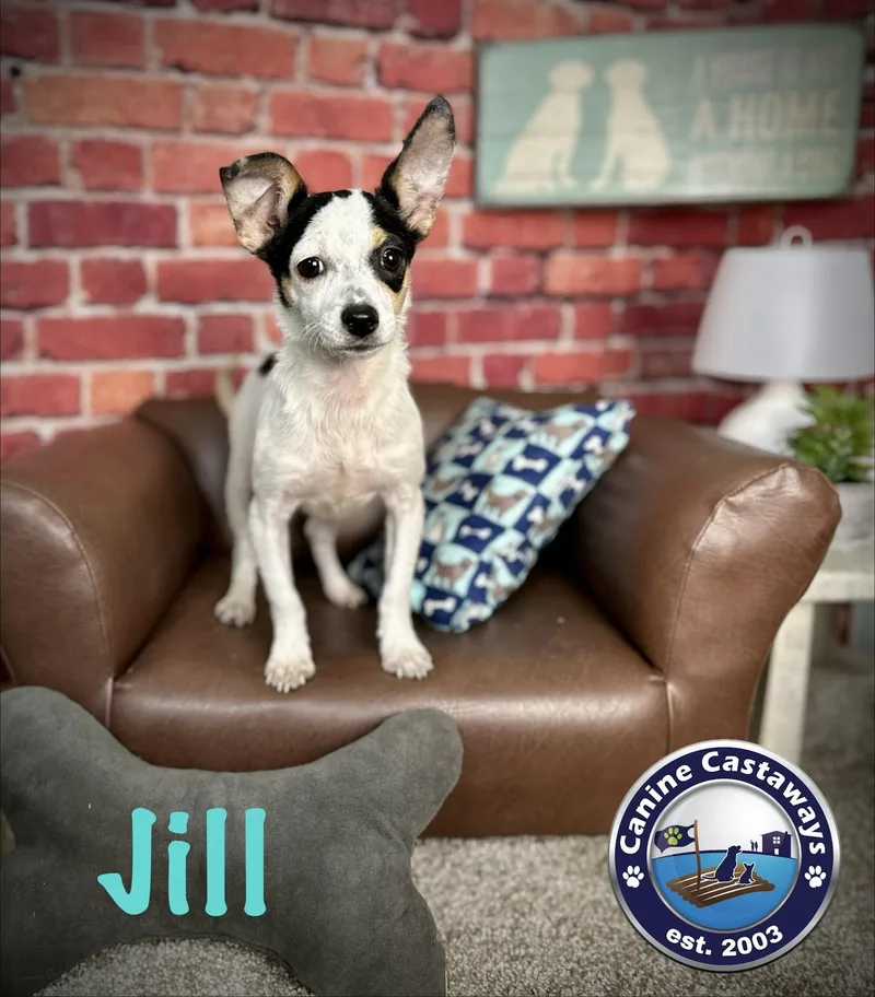 Jill thumbnail 4