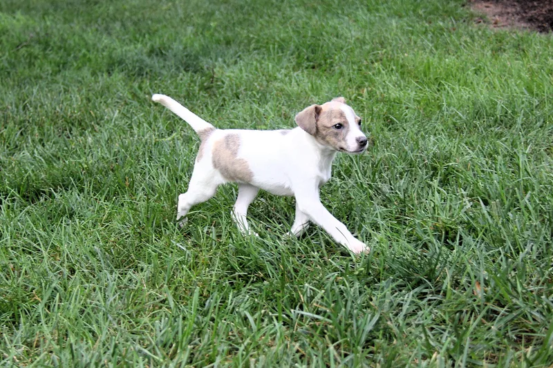 A baby small-sized female White / Cream Jack Russell Terrier dog named Jackie for adoption in Monroe, NC