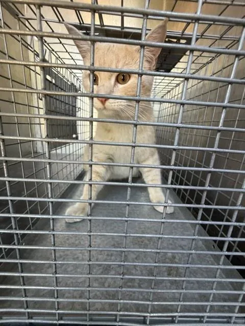 An adult large-sized male Domestic Short Hair cat named A for adoption in West Valley City, UT
