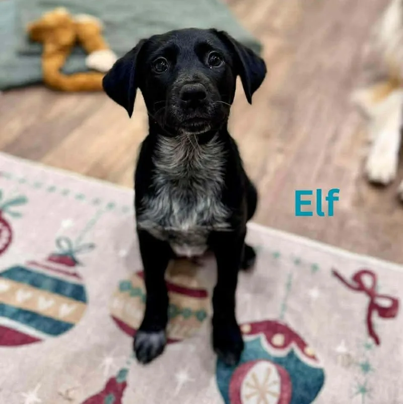 Elf