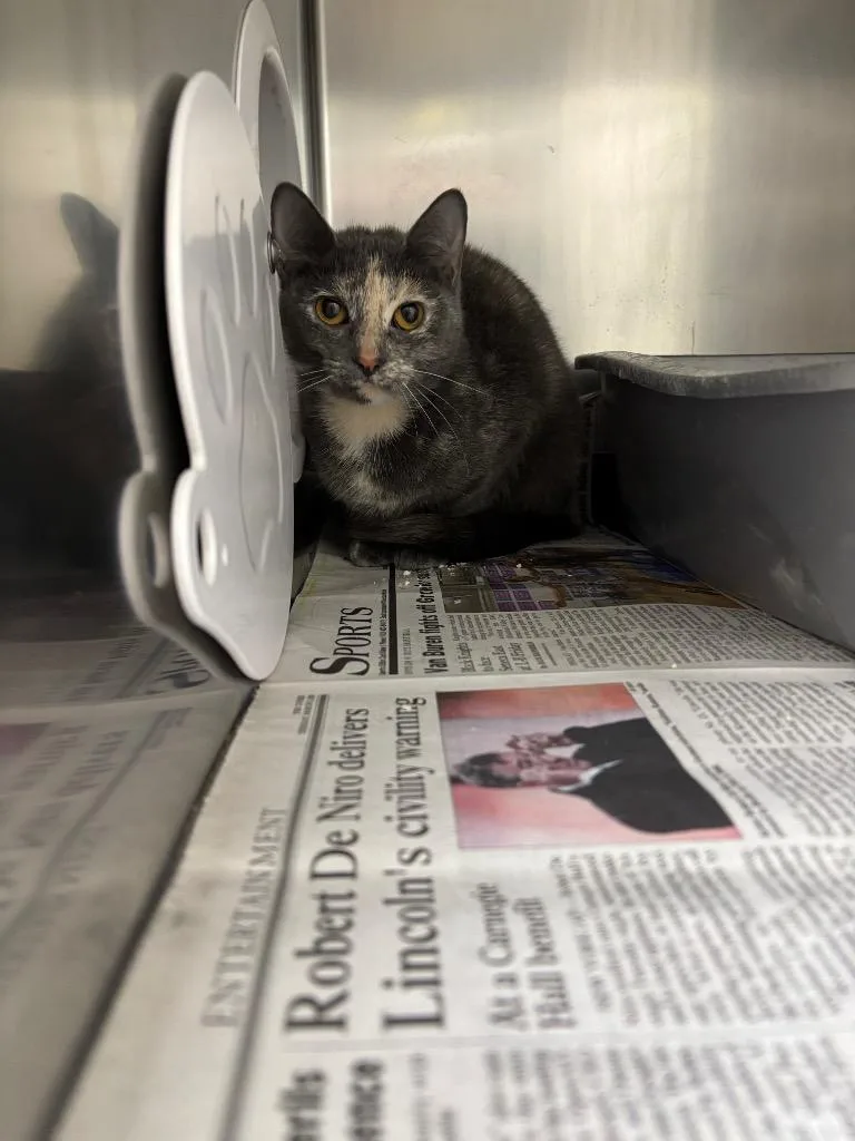 A young medium-sized female Domestic Short Hair cat named Thelma for adoption in Findlay, OH