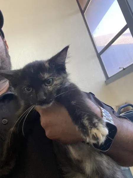 A baby medium-sized female Domestic Long Hair cat named Ember for adoption in Victorville, CA
