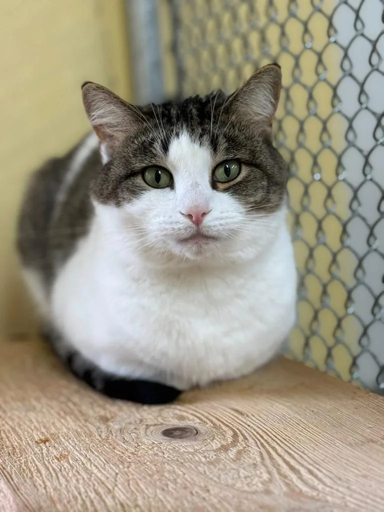 An adult small-sized male Domestic Short Hair cat named George for adoption in Syracuse, IN