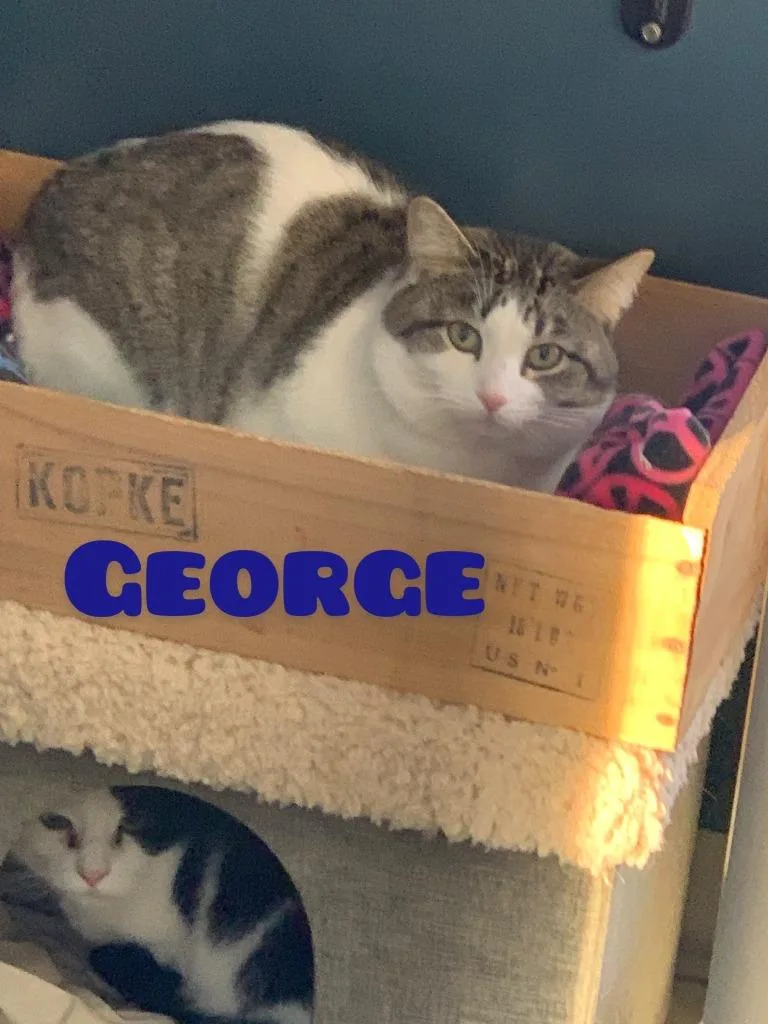 George thumbnail 2