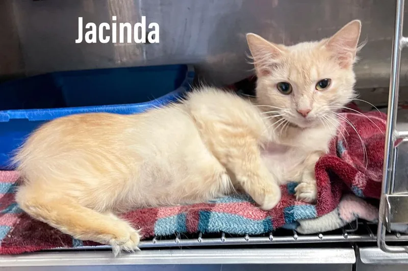 A baby medium-sized female Domestic Medium Hair cat named Jacinda for adoption in Clearfield, KY